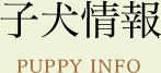 子犬情報