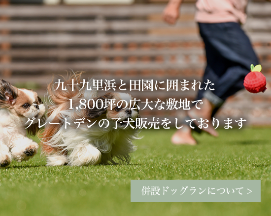 ドッグラン Den園 l 千葉県山武郡横芝光町
