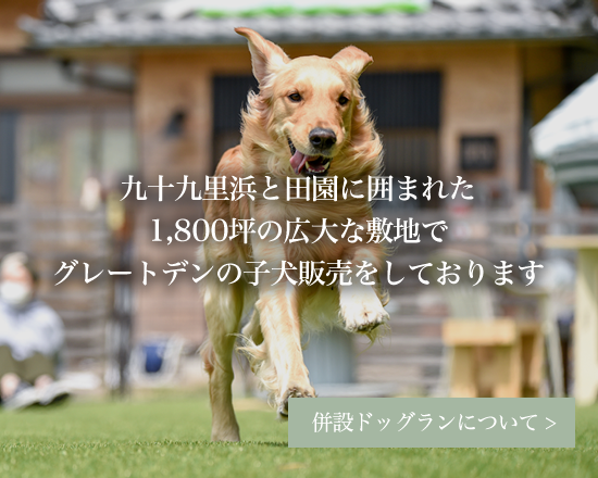 ドッグラン Den園 l 千葉県山武郡横芝光町