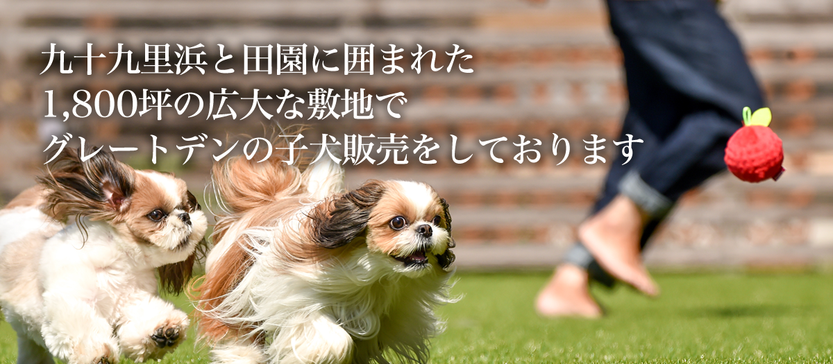 ドッグラン Den園 l 千葉県山武郡横芝光町
